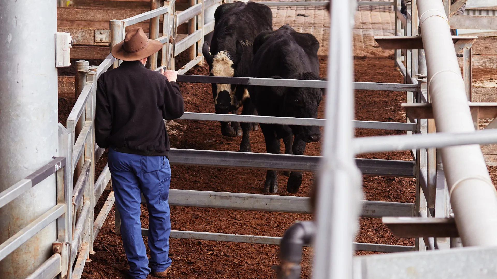 Scene at the South-West Victorian Livestock Exchange