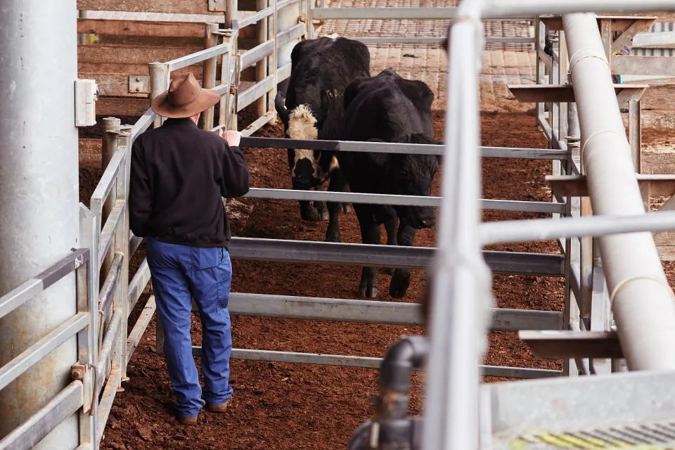 Scene at the South-West Victorian Livestock Exchange