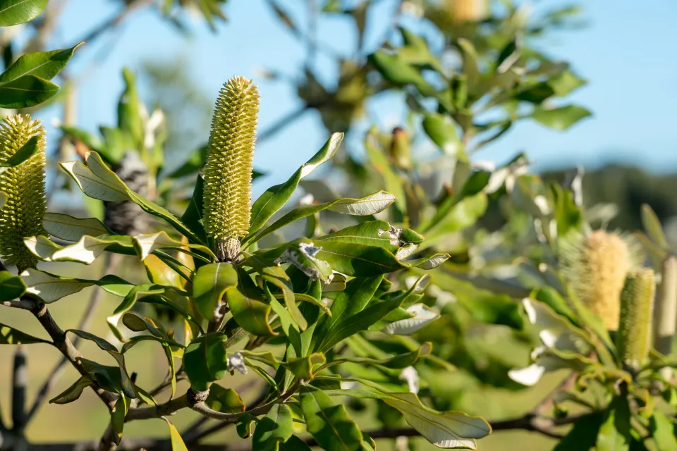 Coastal banksia