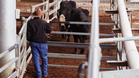 Scene at the South-West Victorian Livestock Exchange