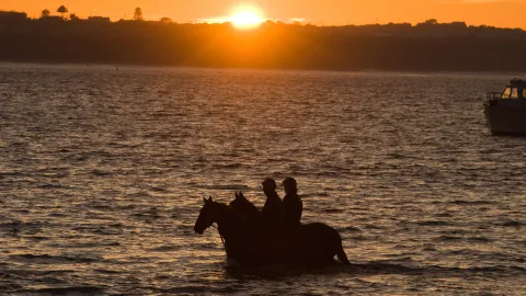 Horses in Lady Bay