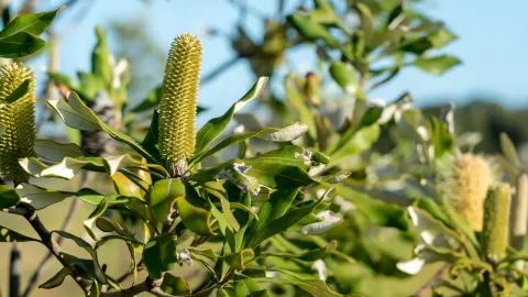 Coastal banksia