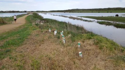 Merrivale high water